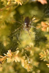 Agelenopsis