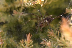Agelenopsis