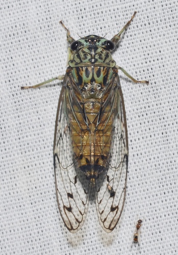 Hieroglyphic Cicada