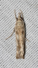 Occidentalia comptulatalis