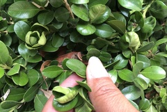 Monarthropalpus flavus