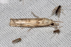 Occidentalia comptulatalis