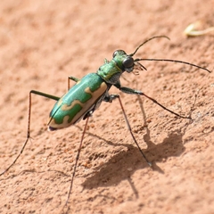 Ellipsoptera marutha