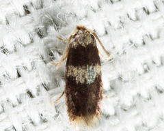 Stigmella nigriverticella