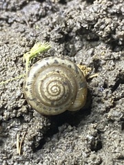 Polygyrinae