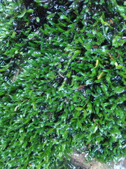 Fissidens grandifrons