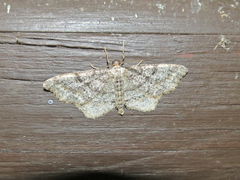 Hypagyrtis piniata