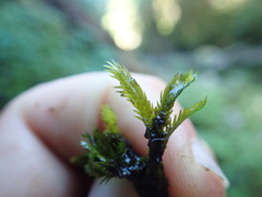 Fissidens grandifrons