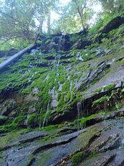 Fissidens grandifrons