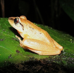 Pristimantis achatinus