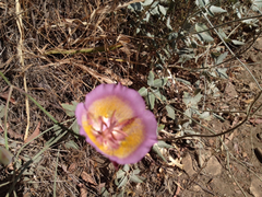 Calochortus plummerae
