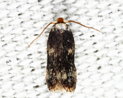 Zimmermannia mesoloba