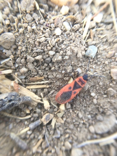Mediterranean red bug photo 5