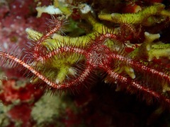 Ophiothrix