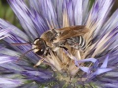 Pseudapis diversipes