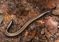 Californiulus yosemitensis