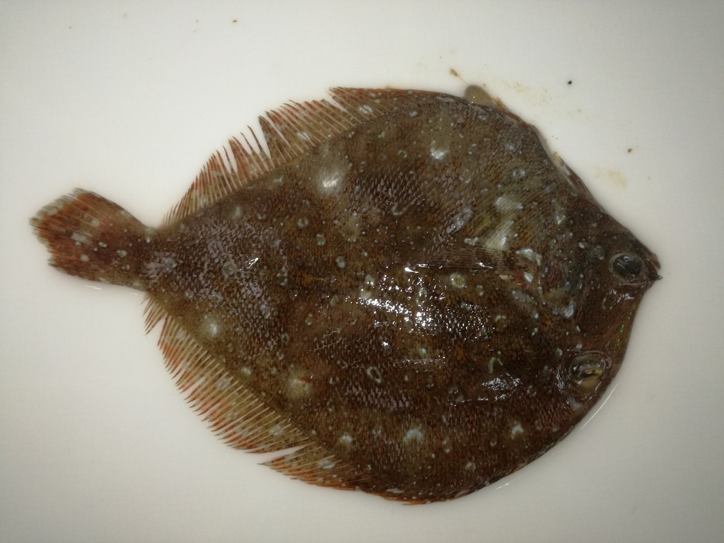 Pacific Eyed Flounder
