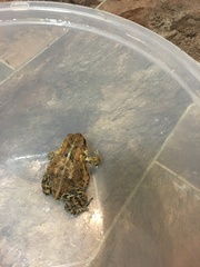 Anaxyrus americanus