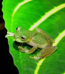 Espadarana prosoblepon