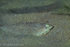 Citharichthys stigmaeus