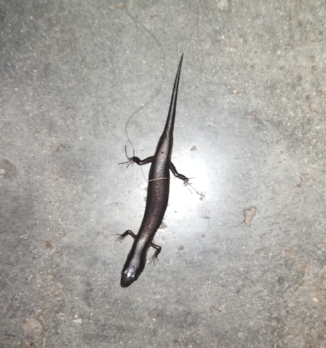 Ground Skink, Scincella assata