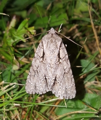 Acronicta hasta