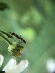Pseudomyrmex gracilis