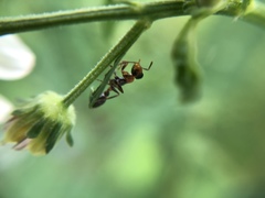 Pseudomyrmex gracilis