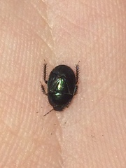 Tominotus blanchardi