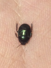 Tominotus blanchardi