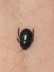 Tominotus blanchardi