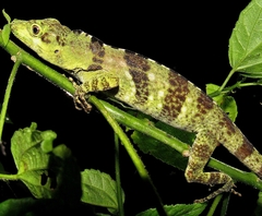 Anolis fraseri