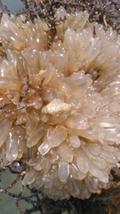 Prostheceraeus crozieri