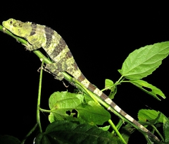 Anolis fraseri