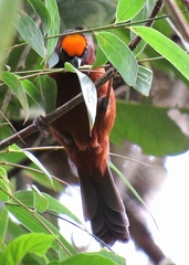 Catamblyrhynchus diadema