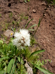 Bistorta bistortoides