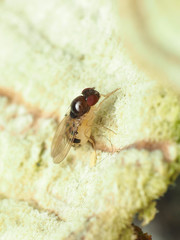 Mycodrosophila claytonae