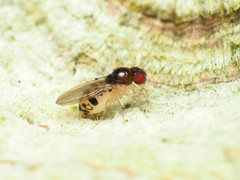 Mycodrosophila claytonae