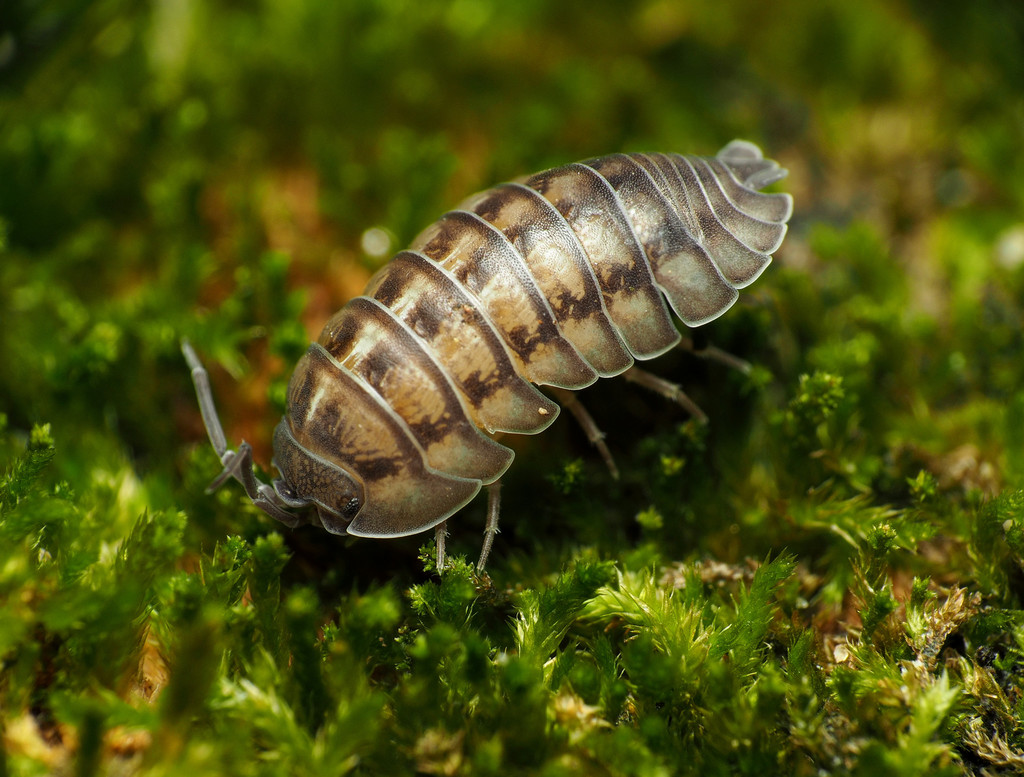 Nosy Pill Woodlouse