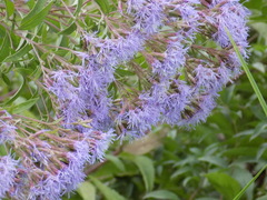Chromolaena pulchella