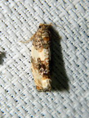 Pseudosciaphila duplex