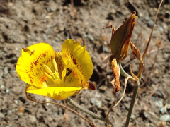 Calochortus luteus