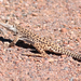 Long-nosed Leopard Lizard - Photo (c) Shawn Billerman, some rights reserved (CC BY-NC)