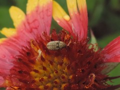 Trigonorhinus limbatus