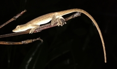 Anolis serranoi