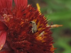 Trigonorhinus limbatus