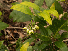 Geitonoplesium cymosum