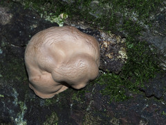 Trichoderma peltatum