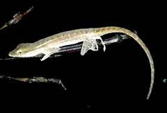 Anolis serranoi