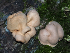 Trichoderma peltatum